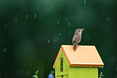 House Wren (Troglodytes aedon) male singing in the rain on nest box. Marion County, Illinois