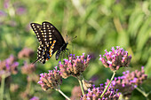 Schwarzer Schwalbenschwanz (Papilio polyxenes), Männchen auf brasilianischem Eisenkraut (Verbena bonariensis) Marion County, Illinois