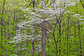 Blühender Hartriegelbaum (Cornus florida) im Frühjahr Stephen A. Forbes St. Park.