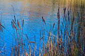 Cattails at edge of lake