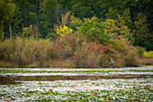 Mit Seerosen bewachsener See, France Park, Indiana, USA.