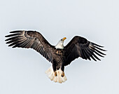 Weißkopfseeadler auf dem Weg in die Höhe