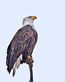 Bald Eagle watching something flying above