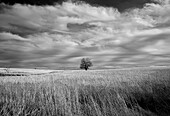 Einsamer Baum in den Flint Hills von Kansas