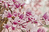 Blüten des Yulan-Magnolienbaums, Louisville, Kentucky