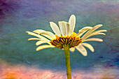 Oxeye Daisy Komposit mit strukturiertem Hintergrund