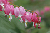 Bleeding Heart spring wildflowers, Creasey Mahan Nature Preserve, Kentucky