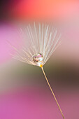 Single dandelion seed with dew drop, Kentucky