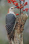 Female Red-bellied woodpecker and red berries, Kentucky