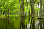 USA, Louisiana, Miller's Lake. Tupelo-Bäume im Sumpf