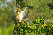 USA, Louisiana, Jefferson-Insel. Kuhreiherpaar im Baum