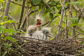 USA, Louisiana, Miller's Lake. Cattle egret chicks in nest