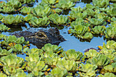 USA, Louisiana, Jefferson Island. Alligator im Sumpfsalat