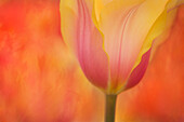 USA, Maine, Harpswell. Tulip on textured background