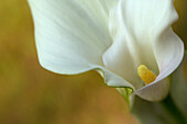 USA, Maine, Harpswell. White calla lily