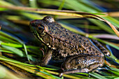 Grüner Frosch, rana clamitans melanota, im Gras neben dem Mattawamkeag River in Wytipitlock, Maine.