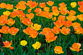 Tulpen im öffentlichen Garten von Boston, Boston, Massachusetts, USA