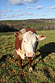 Eine Kuh auf der Wheel-View Farm, Shelburne, Massachusetts, USA