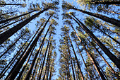 Die in regelmäßigen Abständen stehenden Bäume der Red Pine Plantation, die in den 1930er Jahren angelegt wurde, Mohawk Trail State Forest, Massachusetts, USA