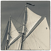 USA, New England, Massachusetts, Cape Ann, Gloucester, Gloucester Schooner Festival, schooner sails