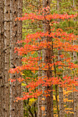 Maple trees in fall colors, Hiawatha National Forest, Upper Peninsula of Michigan.