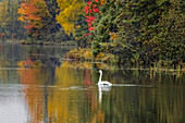 Fall colors and Trumpeter Swan, Council Lake, Hiawatha National Forest, Upper Peninsula of Michigan.
