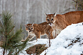 USA, Minnesota, Sandstone. Mother and baby cougar