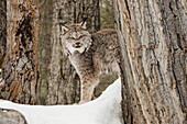 Captive Canada Lynx or Canadian Lynx in winter, Montana. Lynx canadensis, Felidae