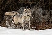 Gray Wolf or Timber Wolf marking territory in winter, (Captive) Canis lupus, Montana