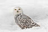 Snowy Owl on snow, (Captive) Montana, Bubo scandiacus