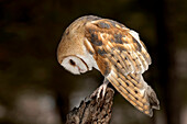 Captive Barn Owl, Tyto alba, Montana