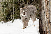 Kanadischer Luchs in Gefangenschaft oder Kanadischer Luchs im Winter, Montana. Luchs (Lynx canadensis), Felidae