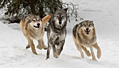 Gray Wolf or Timber Wolf, pack behavior in winter, (Captive) Canis lupus, Montana