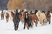 Rodeopferde beim Wintertreiben, Kalispell, Montana