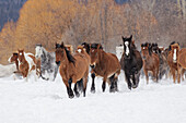 Rodeo-Pferde während des Winter Roundups, Kalispell, Montana