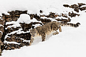 Schneeleopard im Winterschnee, Panthera uncia, kontrollierte Situation