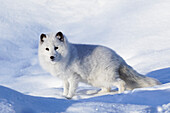 Polarfuchs im Winter, Vulpes lagopus, kontrollierte Situation