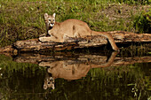 Berglöwe und Spiegelung auf einem Teich, Kalispell, Montana kontrollierte Situation Puma concolor