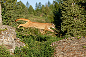 Berglöwe springt über Felsen, Puma concolor, in Gefangenschaft