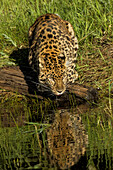 Amurleopard und Spiegelung beim Trinken, Panthera pardus orientalis, Gefangenschaft