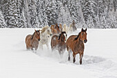 Pferde, die während des Zusammentreibens durch frischen Schnee laufen, Kalispell, Montana