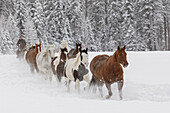 Pferde, die beim Zusammentreiben durch den frischen Schnee laufen, Kalispell, Montana