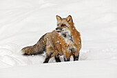 Rotfuchs im frischen Winterschnee, Vulpes vulpes, kontrollierte Situation, Montana