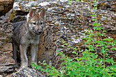 USA, Montana. Red fox pup close-up in controlled environment