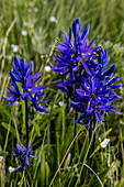 Blaue Kamas-Wildblumen in der Nähe des Marias Pass, Montana, USA (Großformate verfügbar)