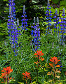 Lupine and Indian Paintbrush wildflowers carpet the forest floor in the Stillwater State Forest near Whitefish, Montana, USA (Large format sizes available)