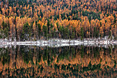 Spätherbstliche Lärche spiegelt sich im Salmon Lake im Lolo National Forest, Montana, USA