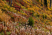 Feuerkraut und Unterholz in Herbstfarben in der Jewel Basin Hiking Area des Flathead National Forest, Montana, USA
