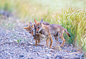 Usa, Montana, Red Rock Lakes National Wildlife Refuge, two coyote pups play with a clump of grass.
