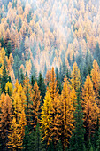 Montana, Lolo National Forest, goldene Lärchenbäume im Nebel